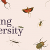 An array of butterflies and insects