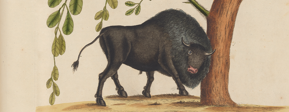 Visit Imagining Bison